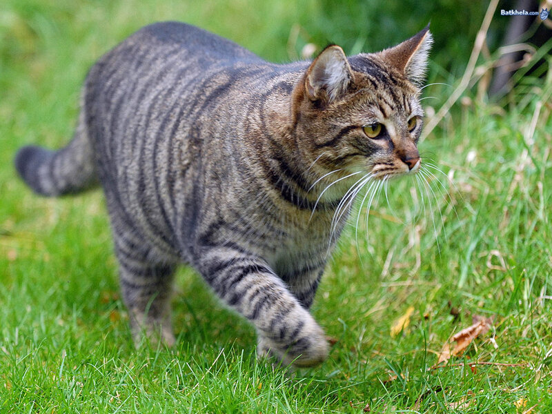 tabby cat walking on grass