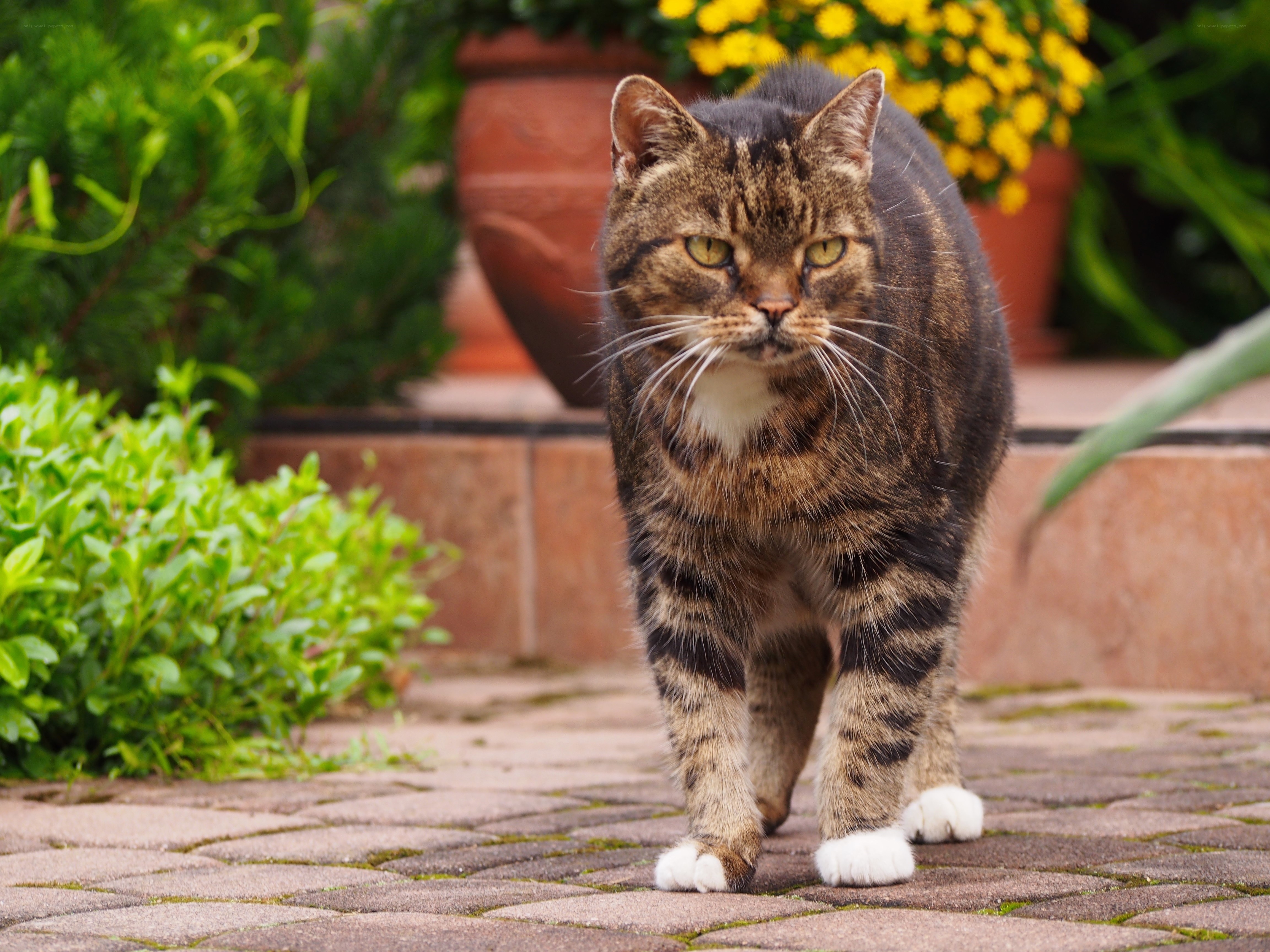 Tabby cat walking on patio