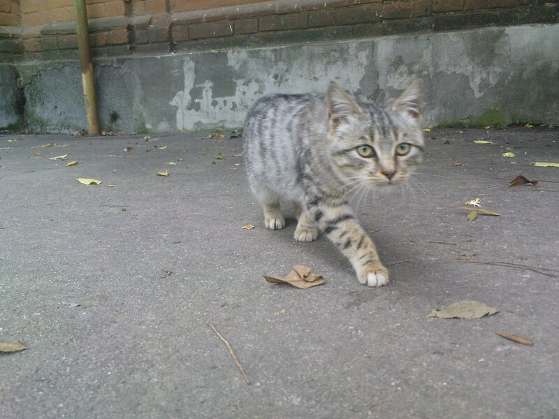 tabby cat walking on pavement