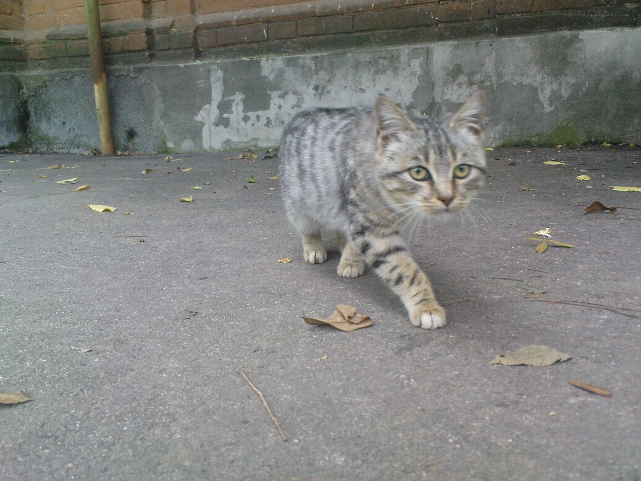 tabby cat walking on pavement