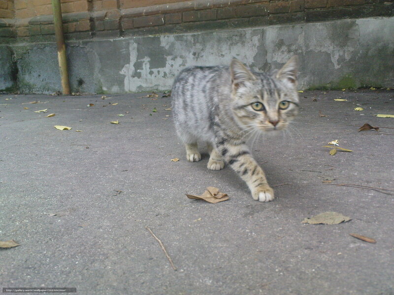 tabby cat walking on pavement