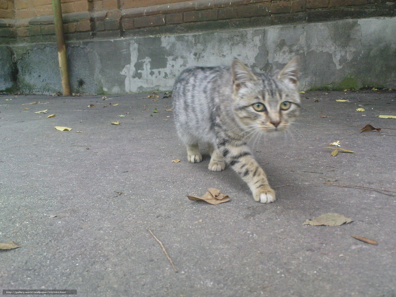 tabby cat walking on pavement