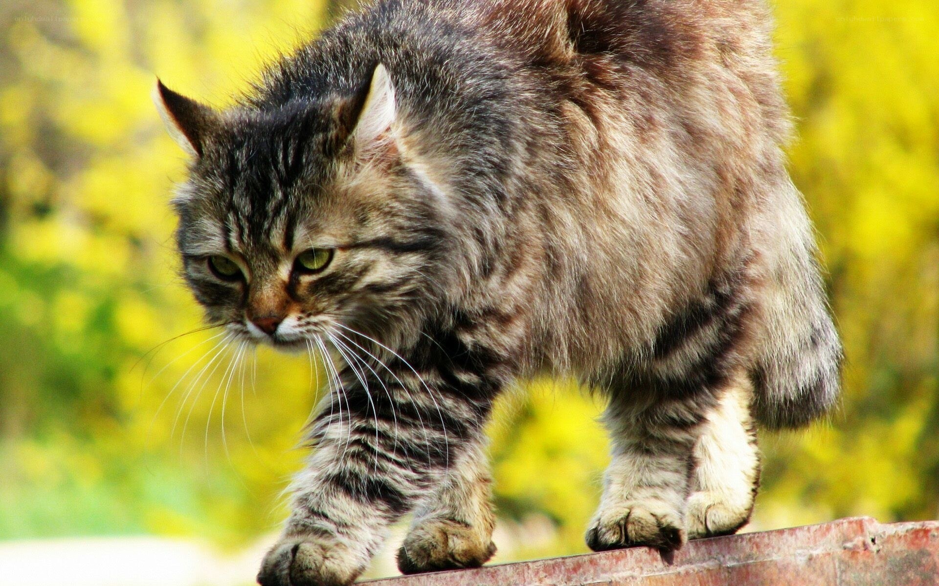 tabby cat walking on roof