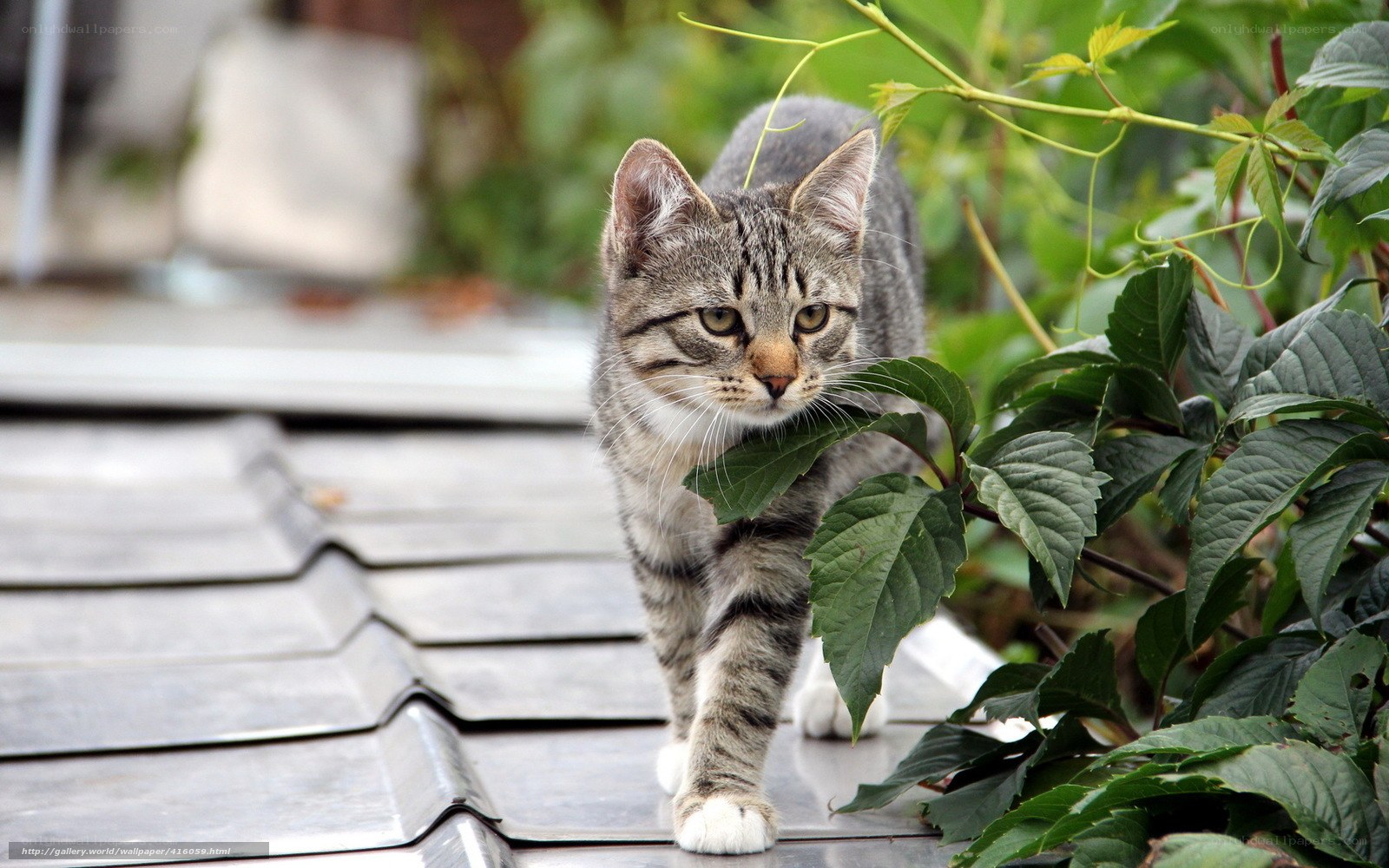 Tabby cat walking on roof