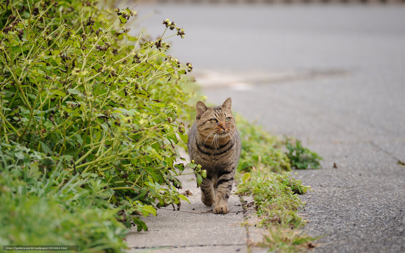Tabby cat walking on sidewalk