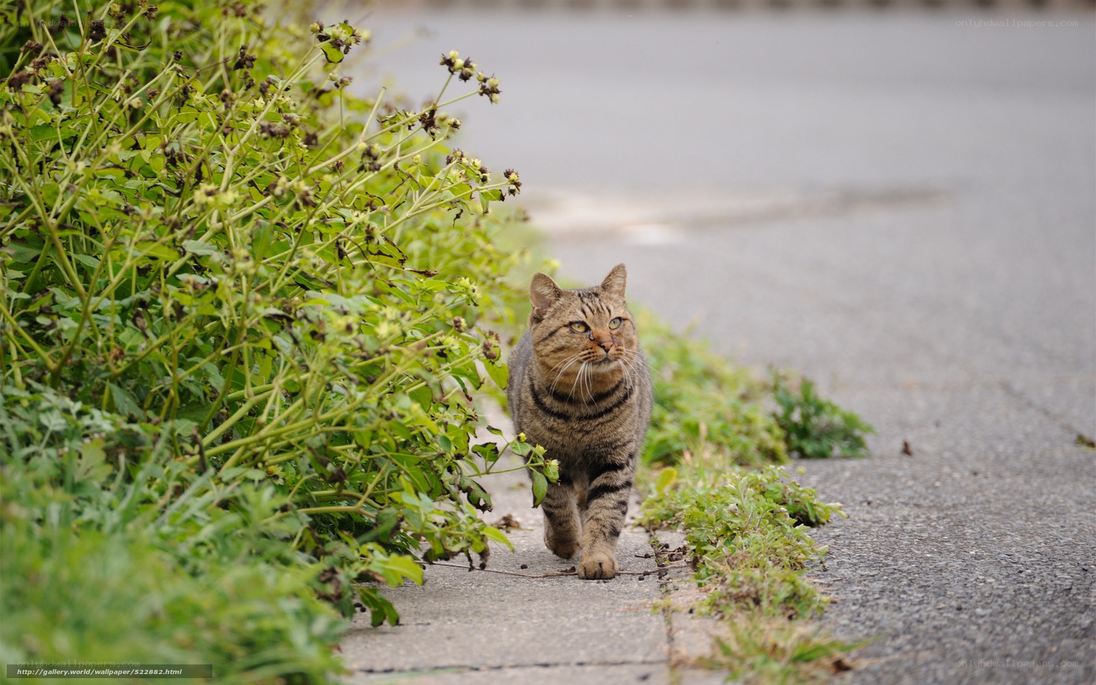 Tabby cat walking on sidewalk