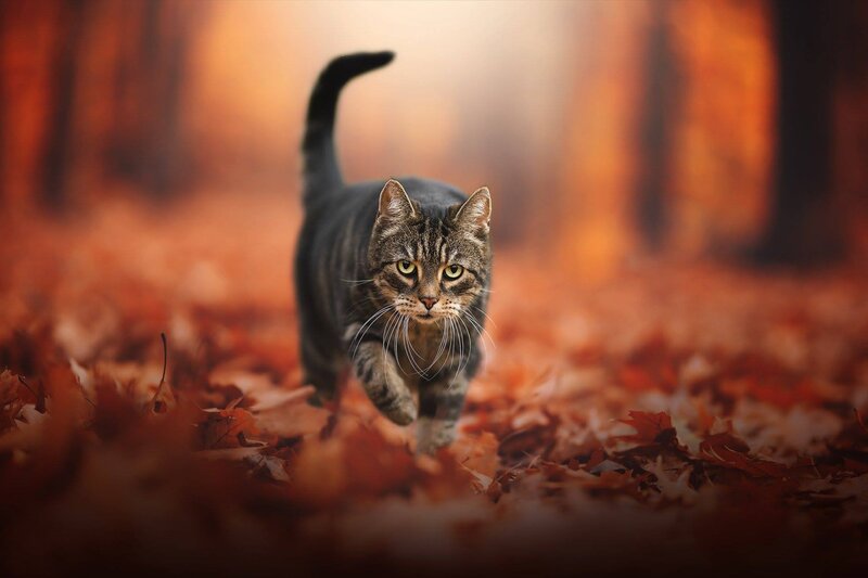 Tabby Cat Walking — Orange