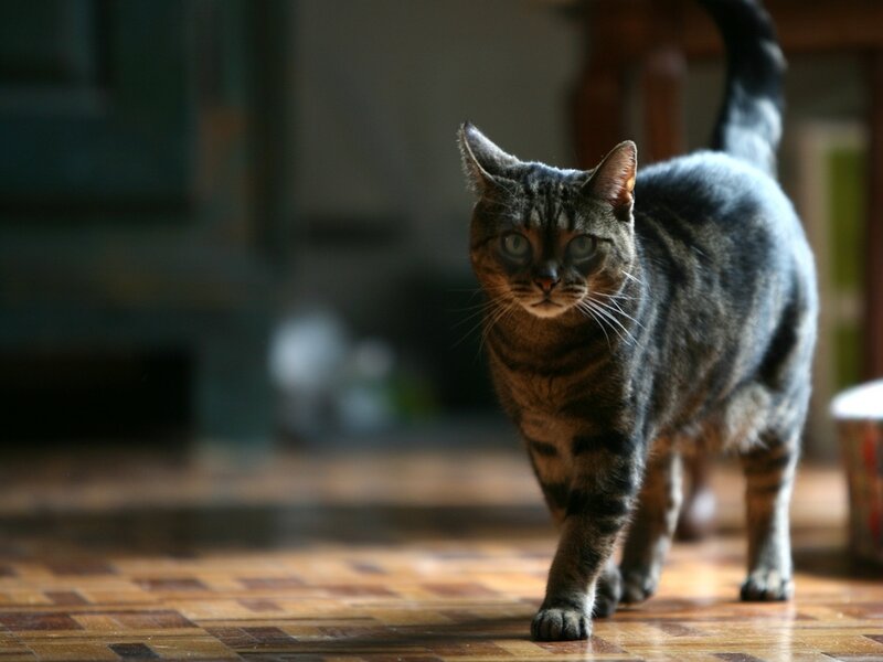 Tabby Cat Walking