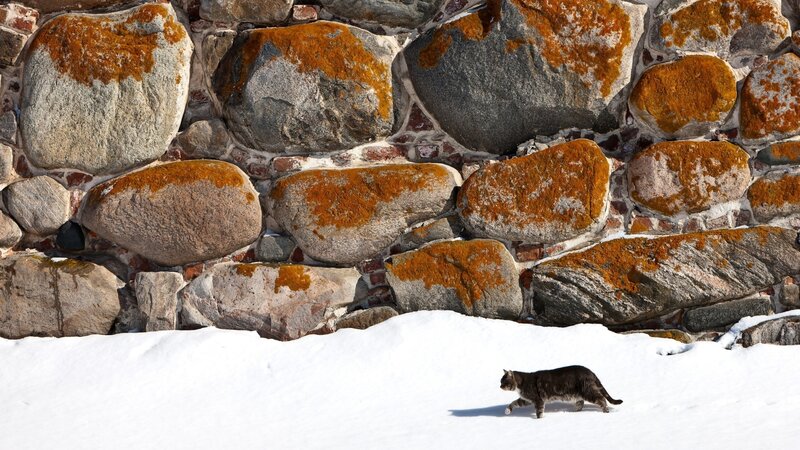 Tabby Cat Walking — White