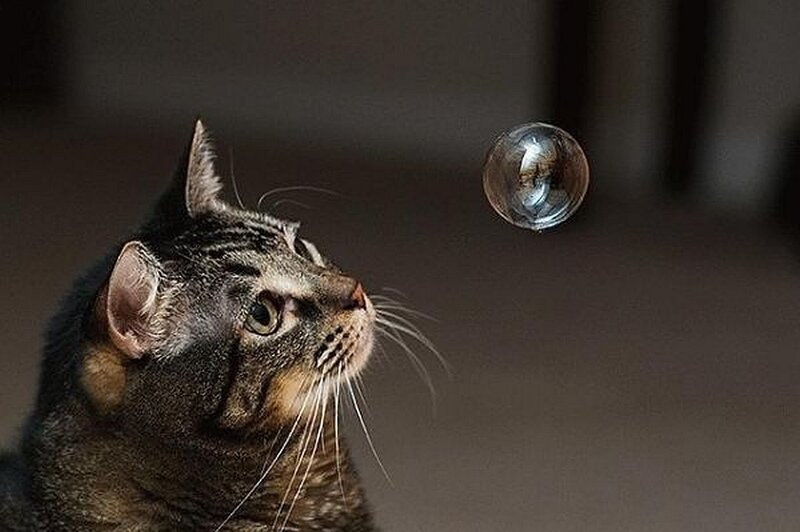 Tabby Cat Watching Bubble — Gray