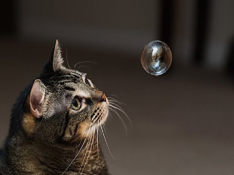 Tabby Cat Watching Bubble