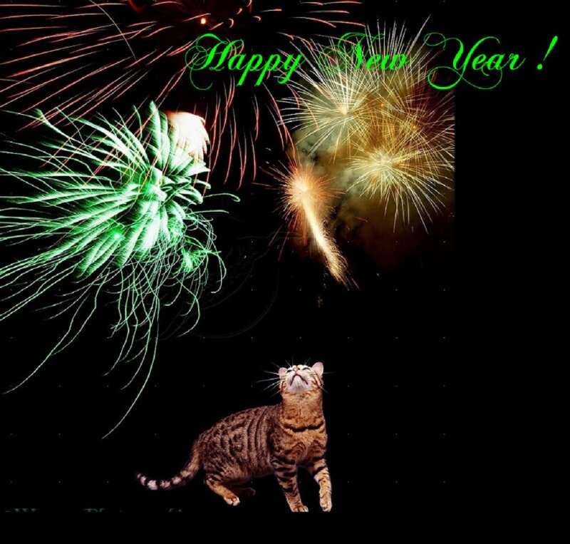 Tabby Cat Watching Fireworks
