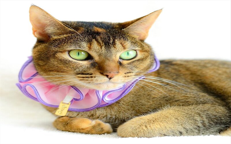 Tabby Cat Wearing Collar