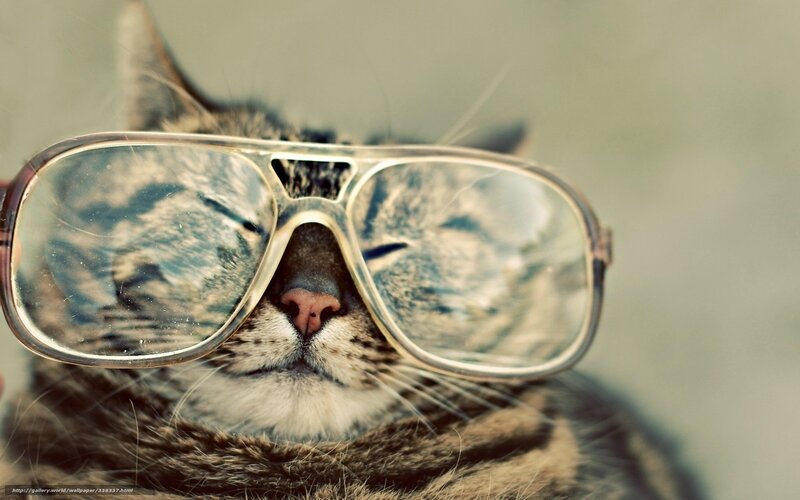 Tabby Cat Wearing Glasses — Brown