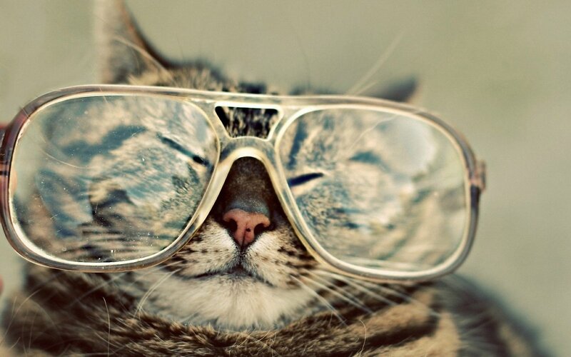 Tabby Cat Wearing Glasses — Calm