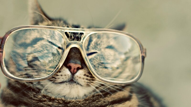 Tabby Cat Wearing Glasses