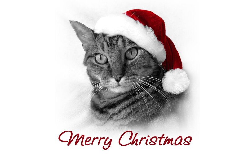 Tabby Cat Wearing Hat — Black