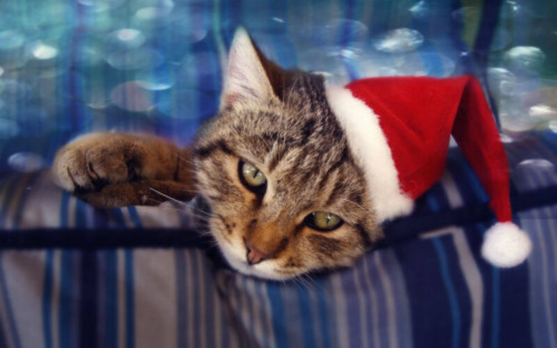 Tabby Cat Wearing Hat — Blue, Calm
