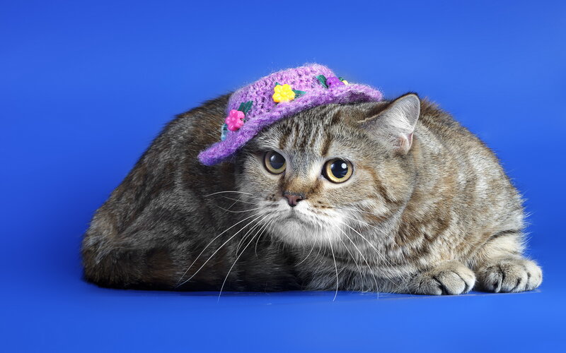 Tabby Cat Wearing Hat — Blue