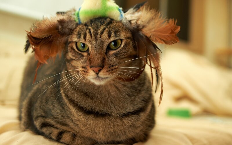 Tabby Cat Wearing Hat — Brown, Calm, Photograph, Feathers