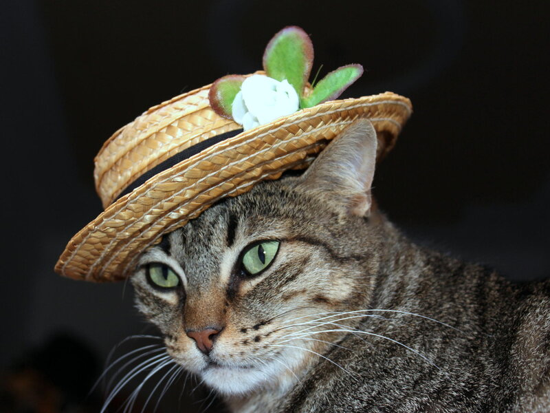Tabby Cat Wearing Hat — Brown, Calm, Photograph, Flower