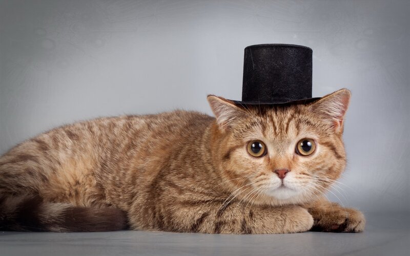 Tabby Cat Wearing Hat — Brown, Calm, Photograph, Studio Background