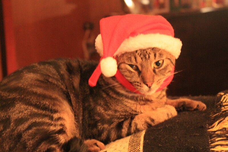 Tabby Cat Wearing Hat — Brown, Calm, Photograph