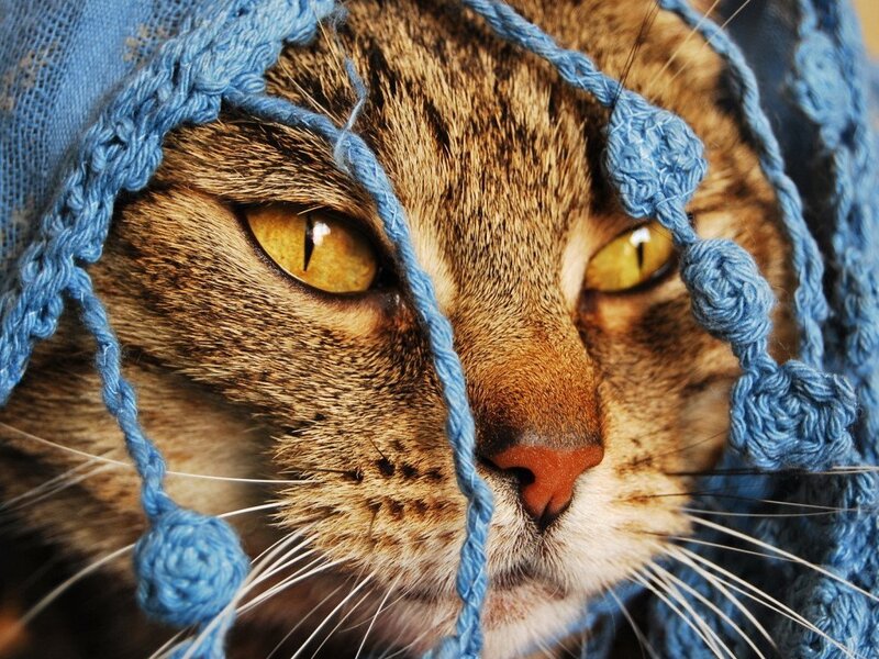 Tabby Cat Wearing Hat — Brown, Calm