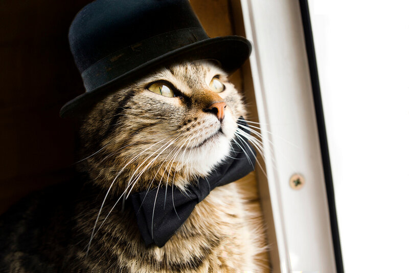 Tabby Cat Wearing Hat — Brown, Curious