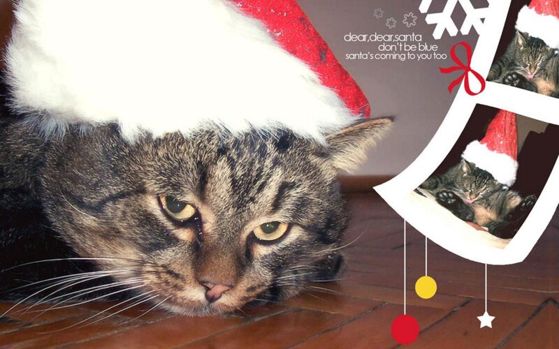 Tabby Cat Wearing Hat — Brown, Festive, Winter, Photograph