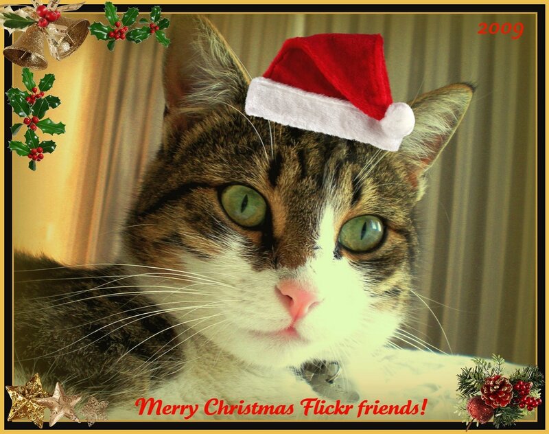 Tabby Cat Wearing Hat — Brown, Festive, Winter