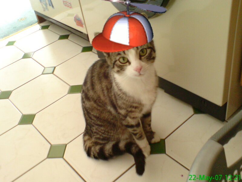 Tabby Cat Wearing Hat — Brown, Neutral