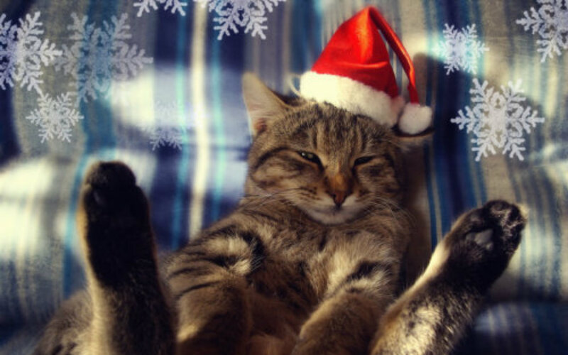 Tabby Cat Wearing Hat — Brown, Relaxed