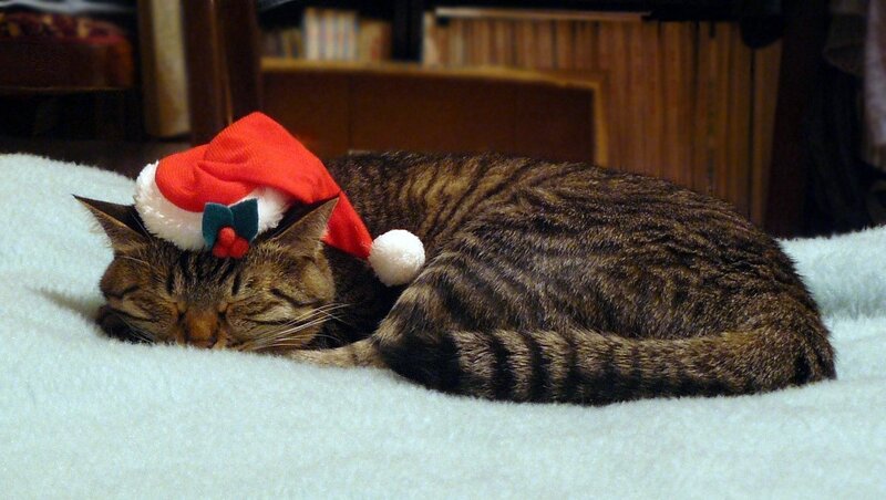 Tabby Cat Wearing Hat — Brown