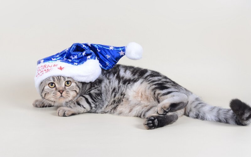 Tabby Cat Wearing Hat — Gray, Calm, Photograph