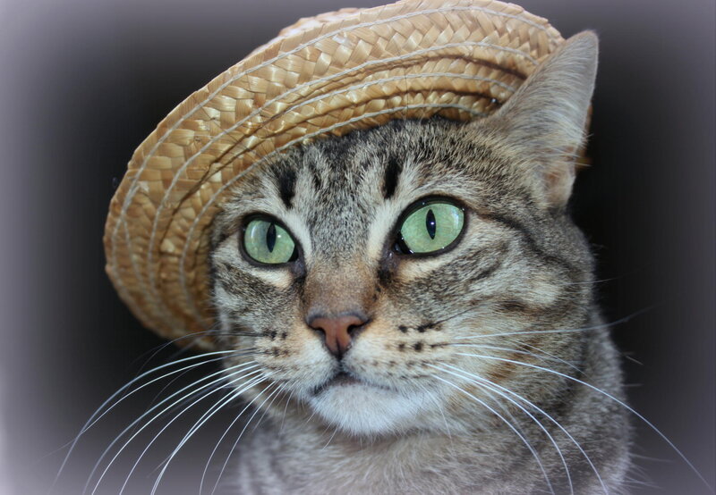 Tabby Cat Wearing Hat — Gray, Calm