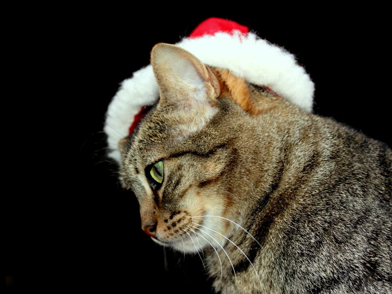 Tabby Cat Wearing Hat — Gray