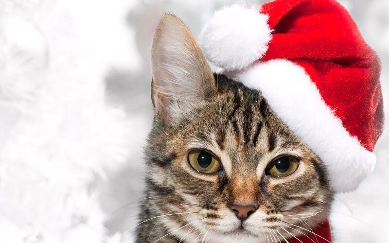 Tabby Cat Wearing Hat — Red, Festive