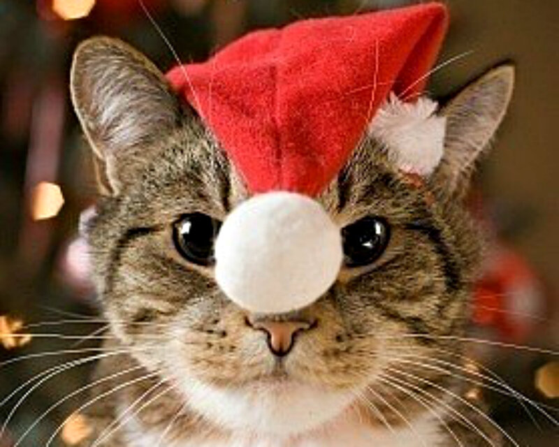 Tabby Cat Wearing Hat — Red, Festive, Winter