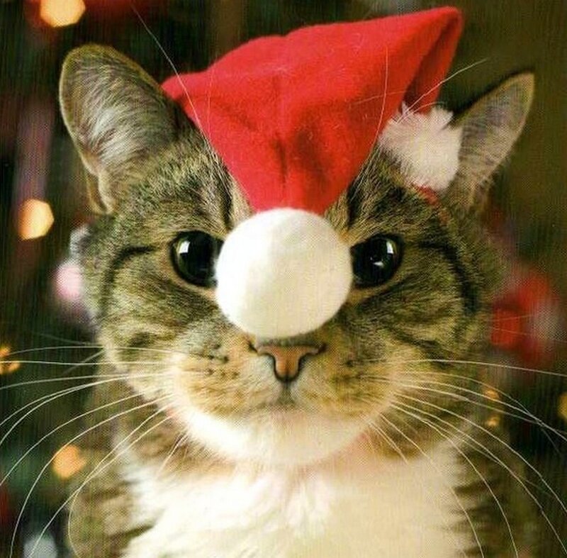 Tabby Cat Wearing Hat — Red