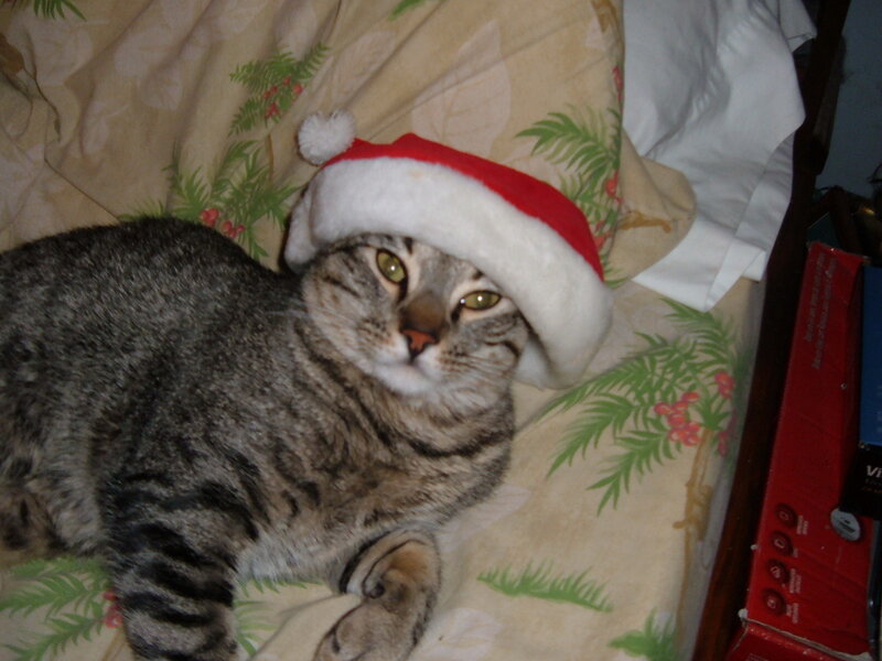 Tabby Cat Wearing Hat