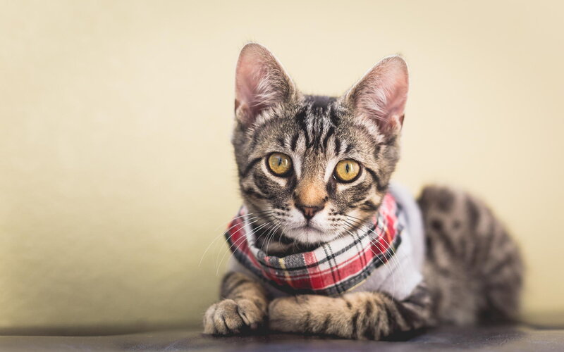 Tabby Cat Wearing Scarf