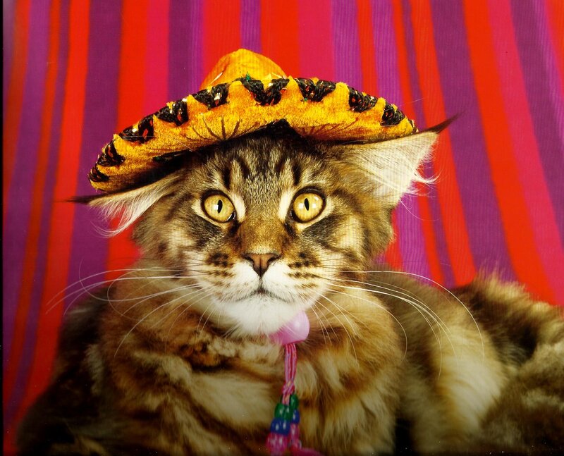 Tabby Cat Wearing Sombrero