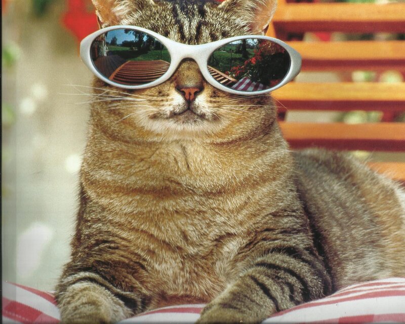 Tabby Cat Wearing Sunglasses