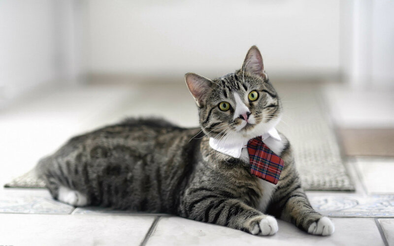 Tabby Cat Wearing Tie — Gray, Calm, Photograph