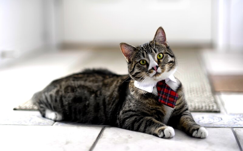 Tabby Cat Wearing Tie — Gray, Calm
