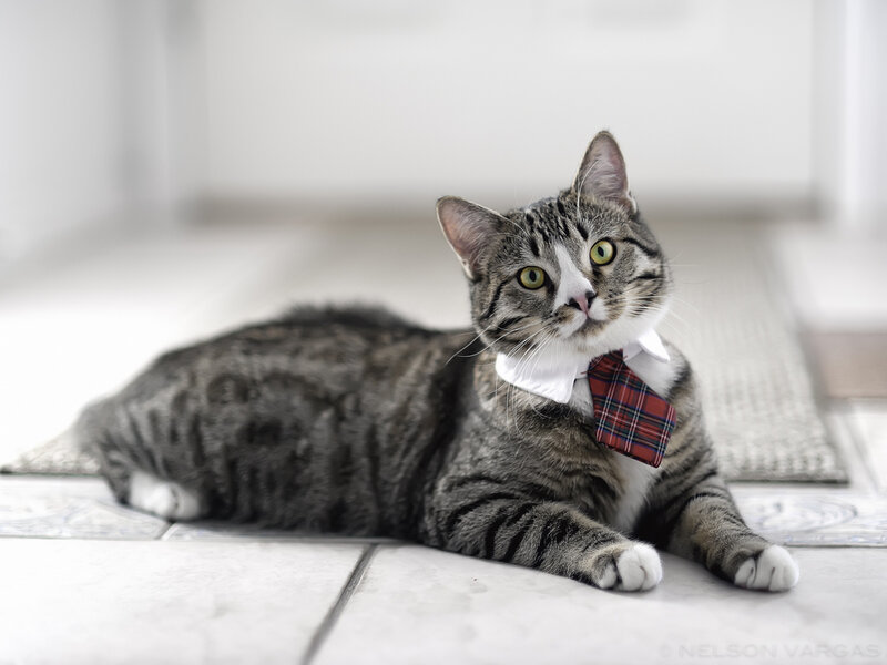 Tabby Cat Wearing Tie