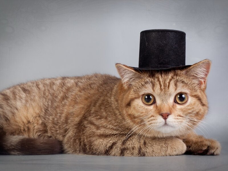 Tabby Cat Wearing Top Hat