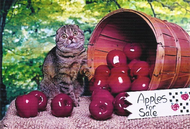 Tabby Cat with Apples