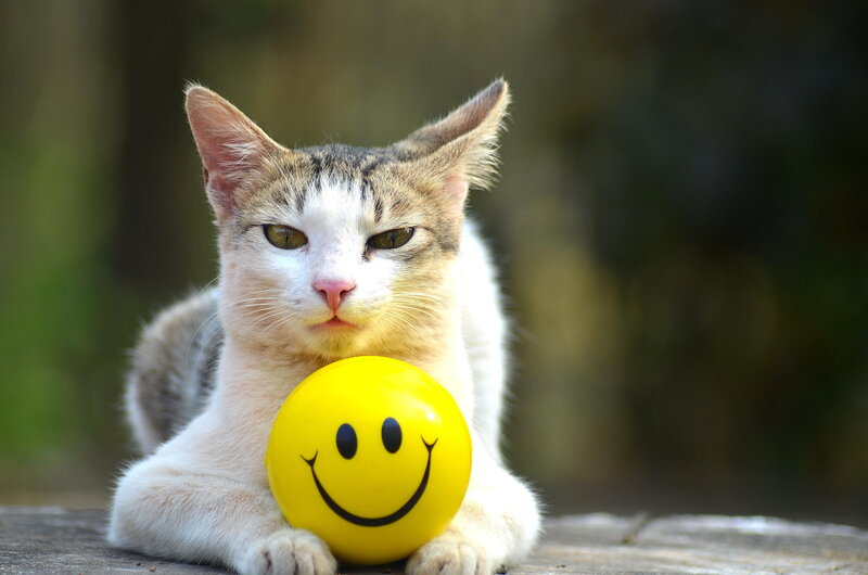 Tabby Cat with Ball